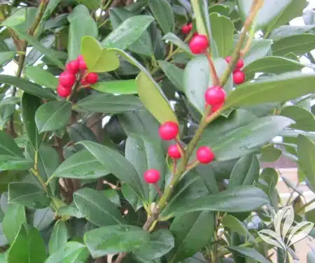 East Palatka Holly