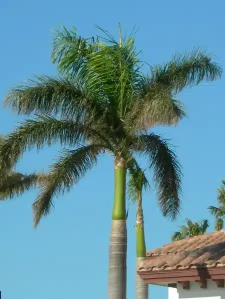 Royal Palm